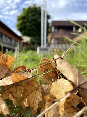 herbst 300